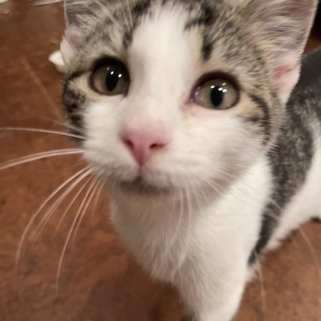 Enlarge Bobo, a Adoptable Domestic Short Hair in SLIPPERY ROCK, PA image 3/3