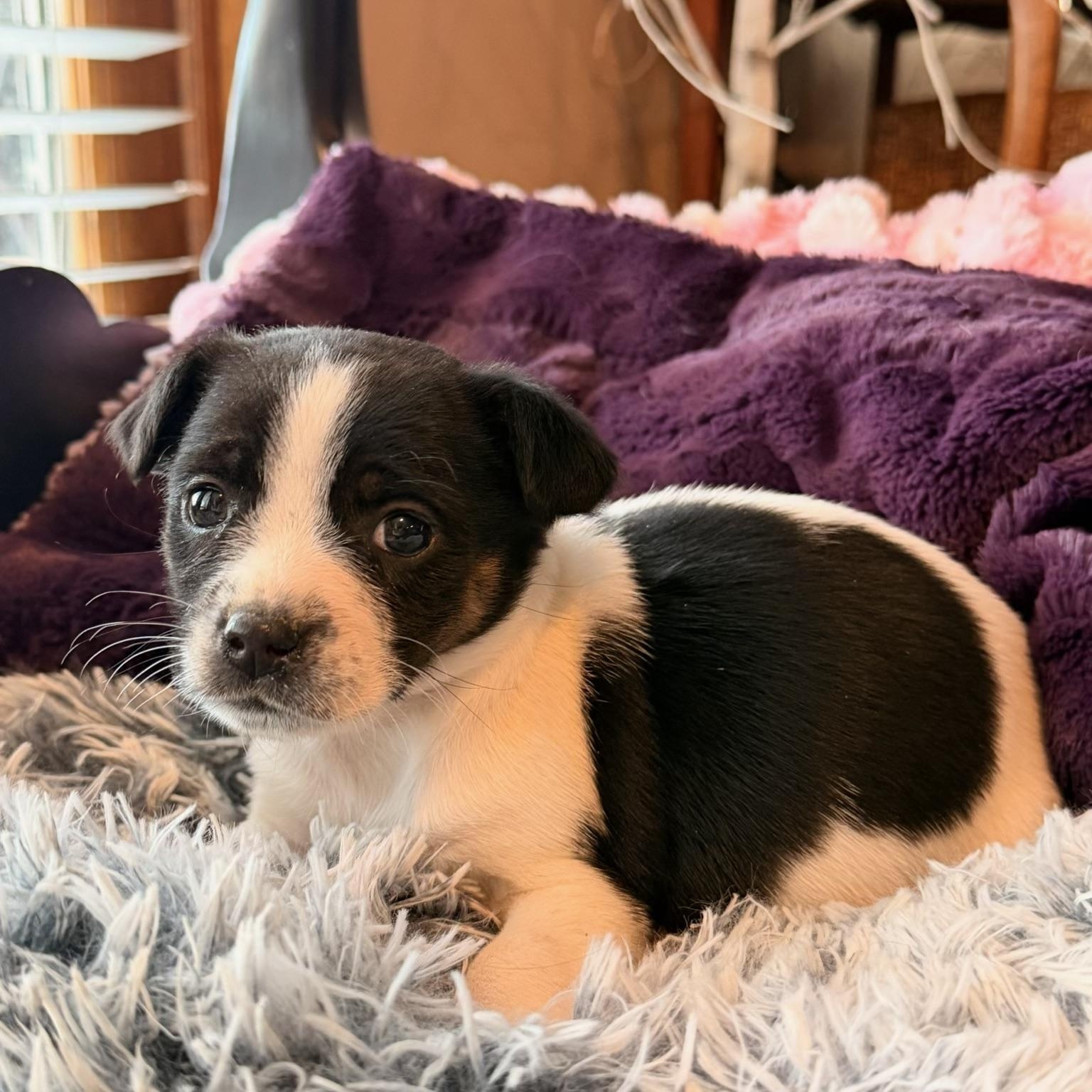 Birdie , ADOPTABLE, Puppy Female Rat Terrier.