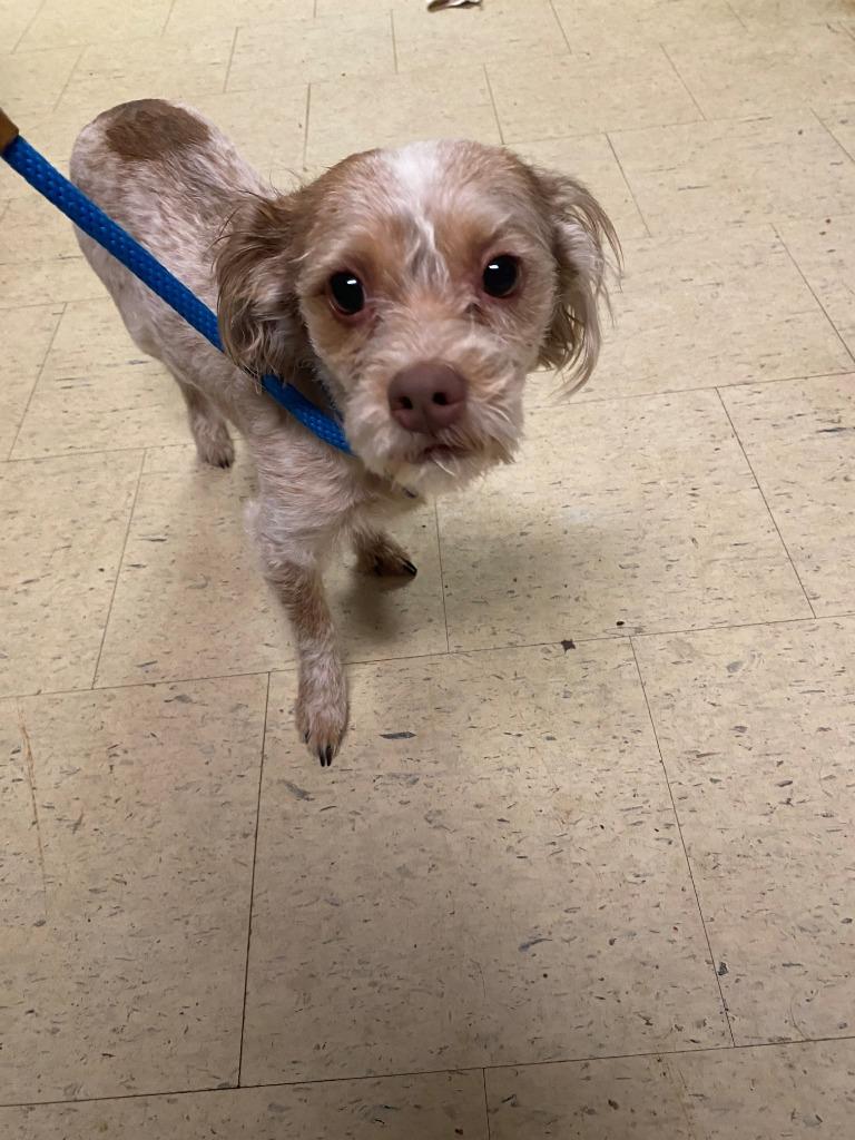 Steve Wilkos, Adoptable, Adult Male Shih Tzu & Mixed Breed.