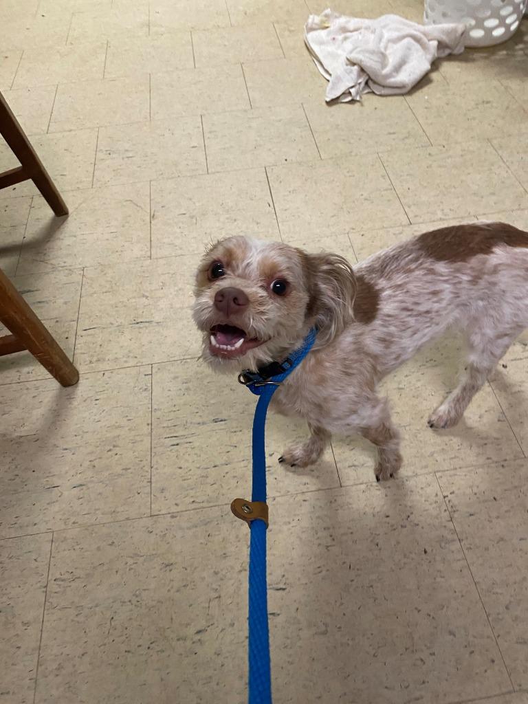 Steve Wilkos thumbnail 3