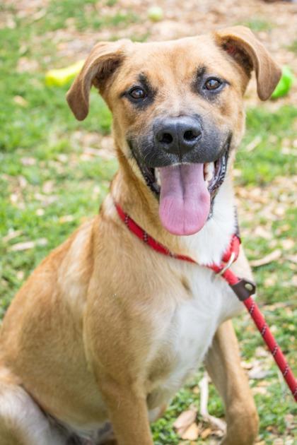 Enlarge Joey - IN FOSTER, a Adoptable Mixed Breed in Chamblee, GA image 1/3