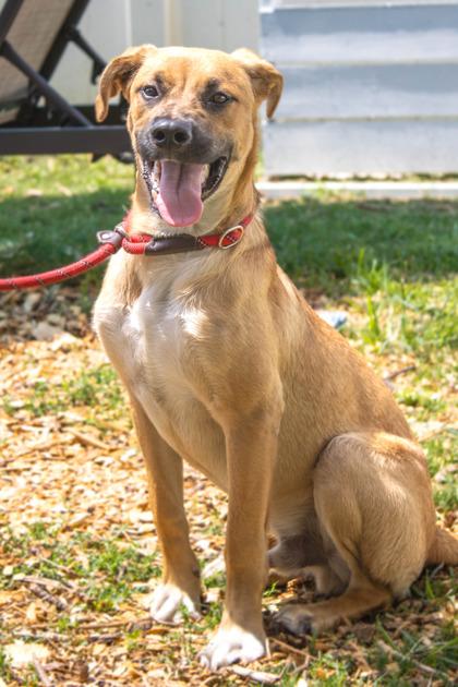 Enlarge Joey - IN FOSTER, a Adoptable Mixed Breed in Chamblee, GA image 3/3