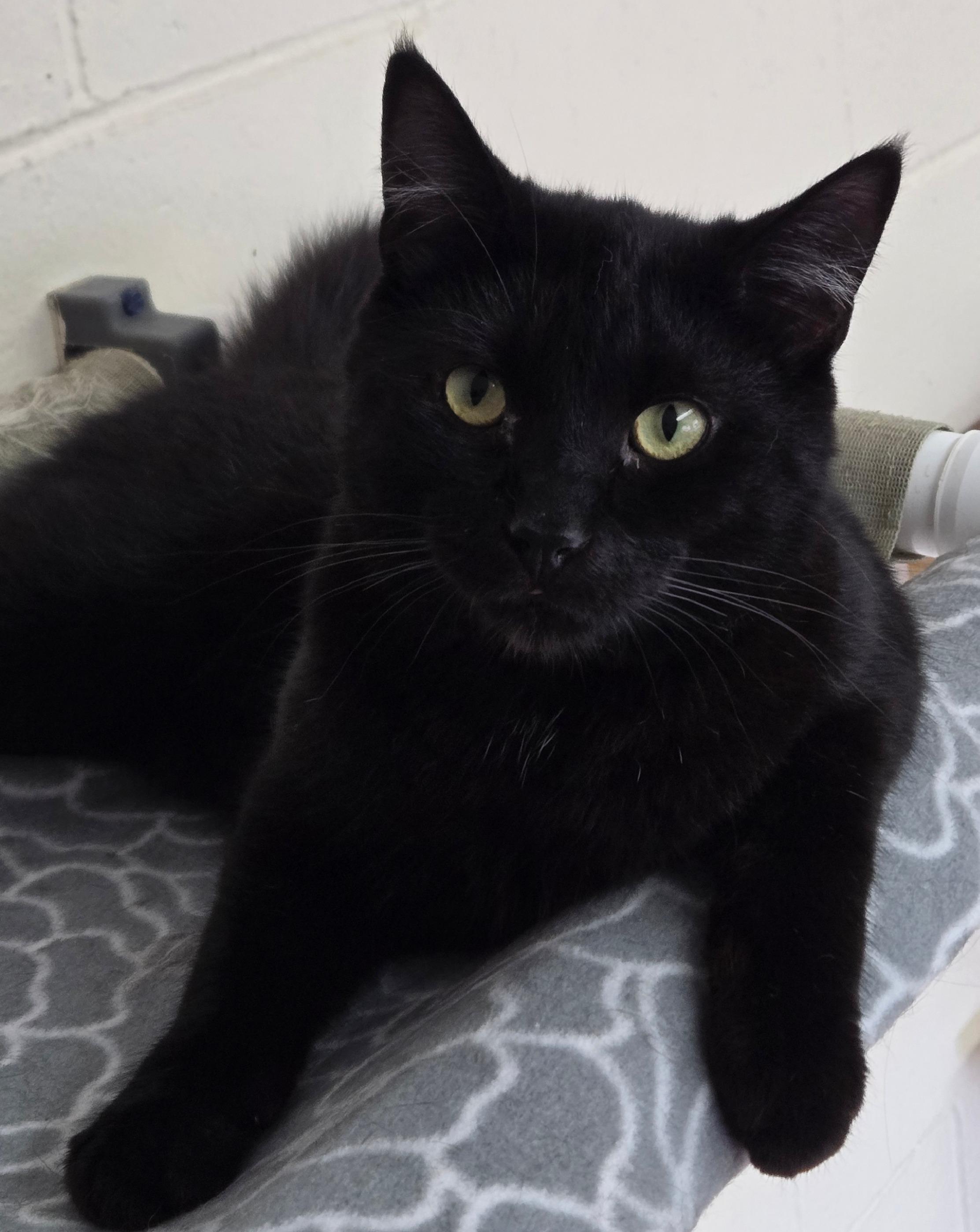 Ozzie, ADOPTABLE, Young Male Domestic Short Hair.