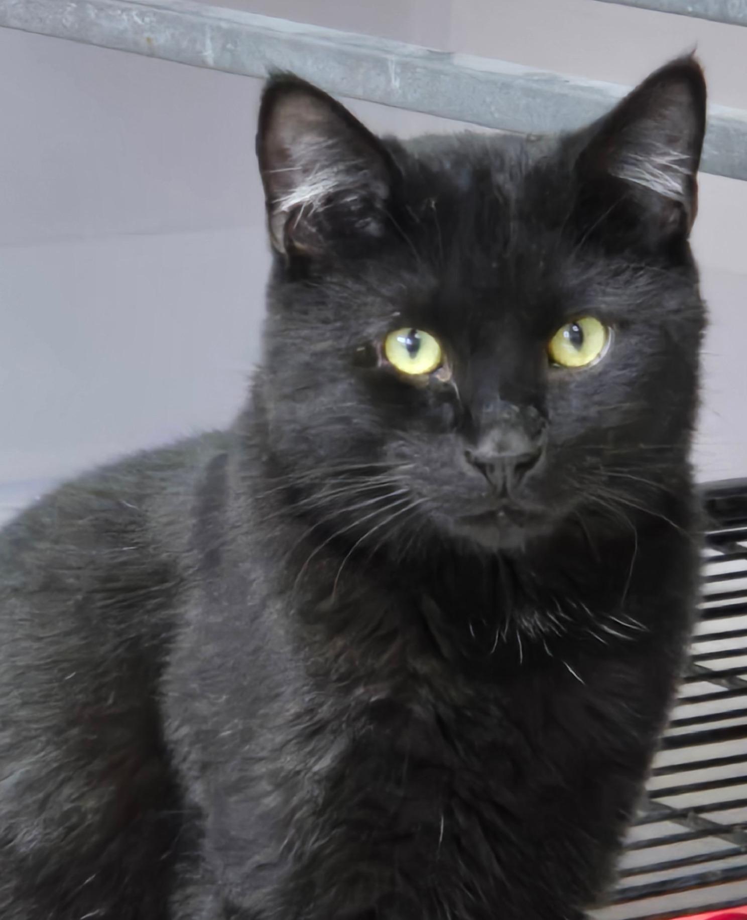 Ozzie, a ADOPTABLE Domestic Short Hair in Long Beach, WA image 1/3