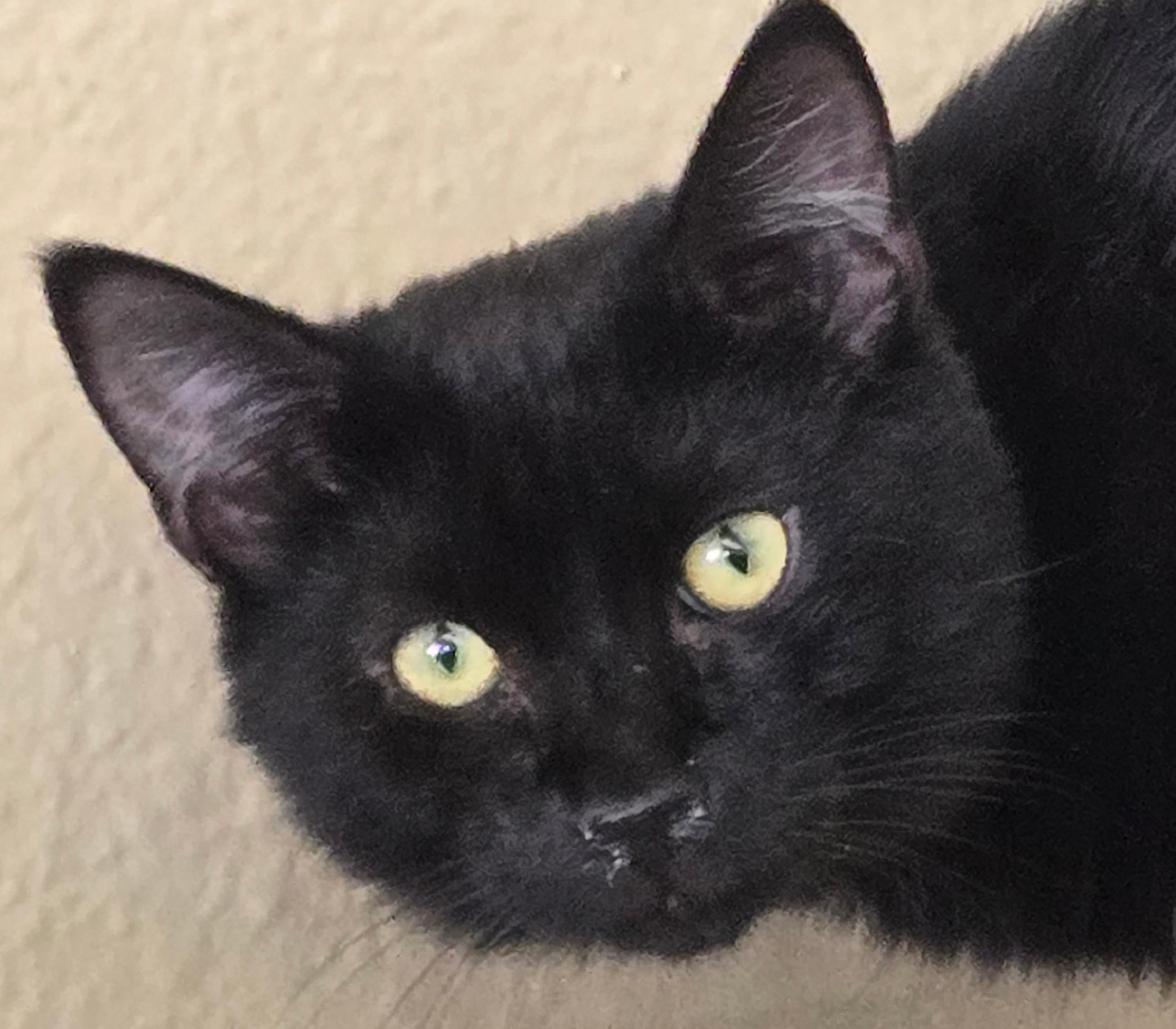 Ozzie, a ADOPTABLE Domestic Short Hair in Long Beach, WA image 3/3