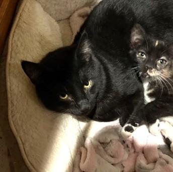 Ozzie, a ADOPTABLE Domestic Short Hair in Long Beach, WA image 2/3