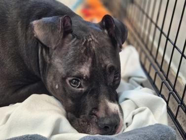 Enlarge Berti, a Adoptable mixed breed in Huntington, NY image 2/3