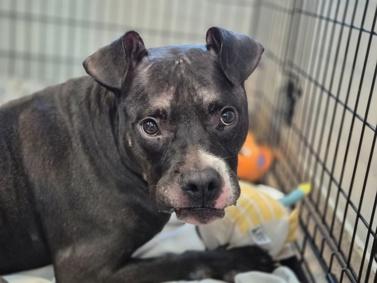 Enlarge Berti, a Adoptable mixed breed in Huntington, NY image 1/3