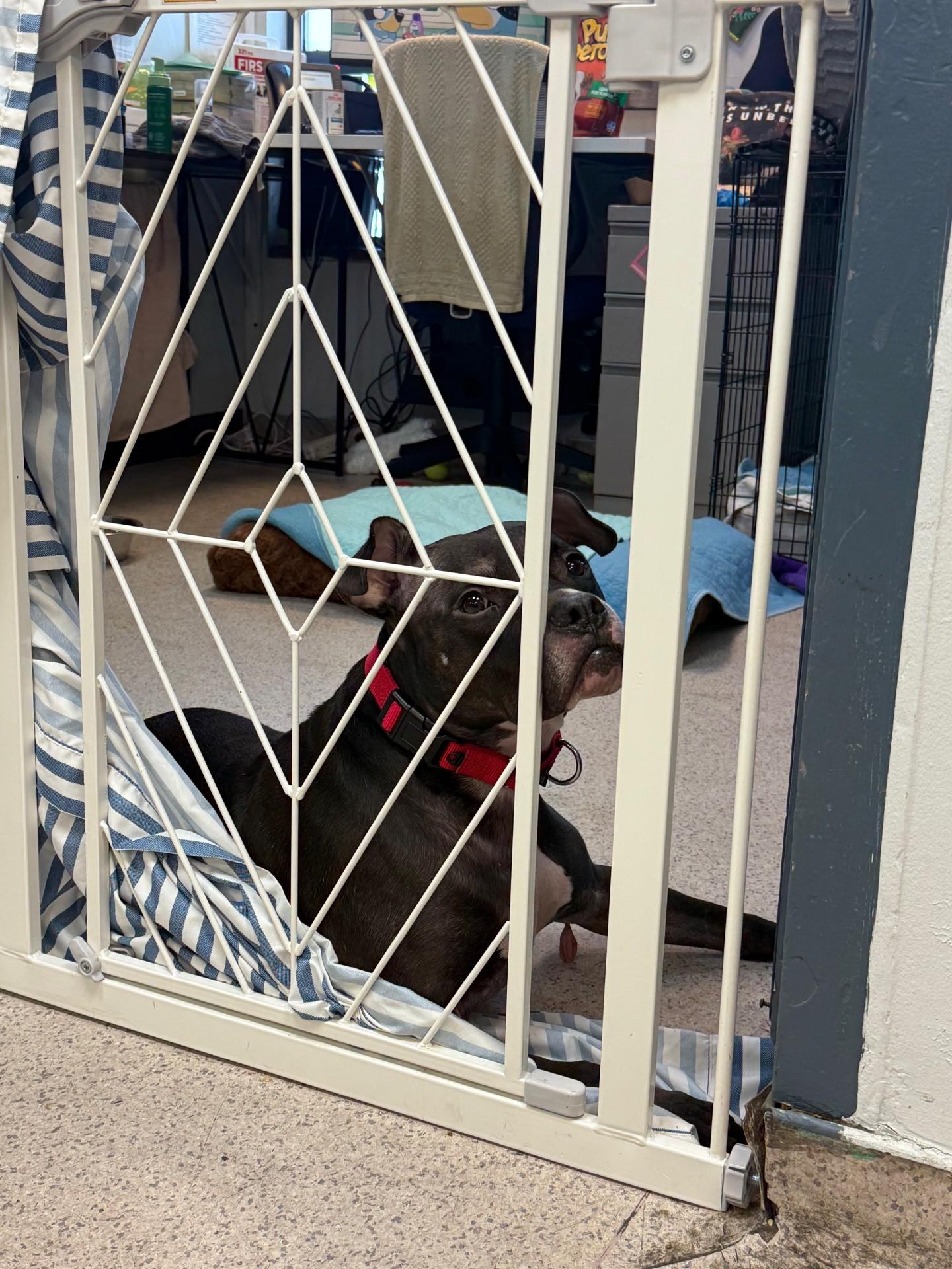 Enlarge Berti, a Adoptable mixed breed in Huntington, NY image 3/3