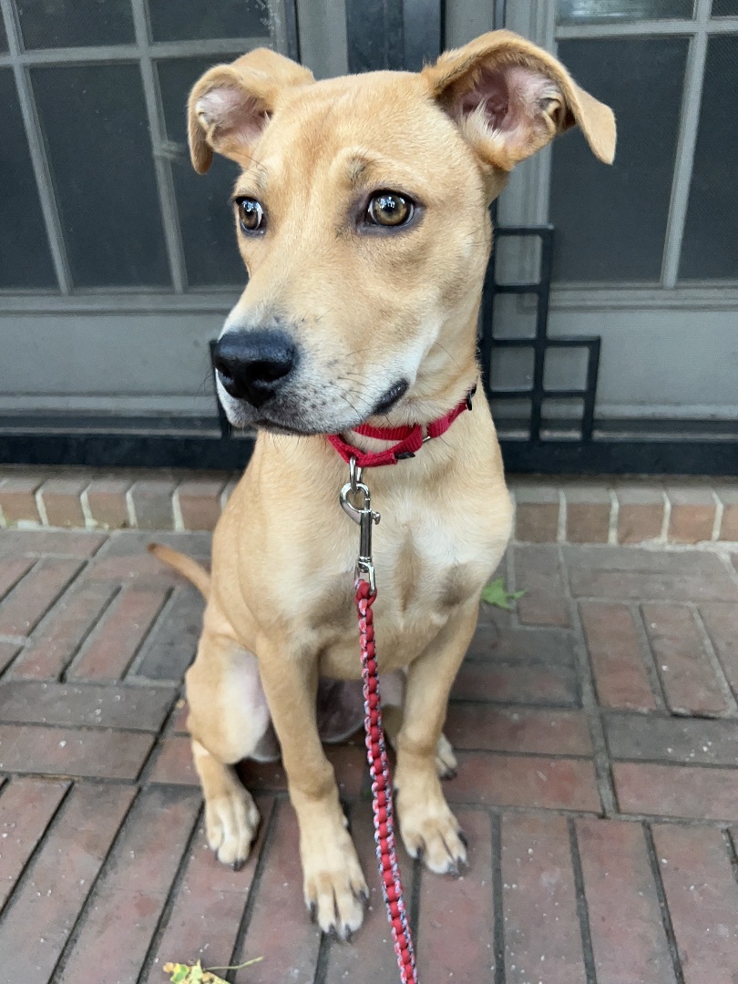 CLOVER, Adopted, Puppy Female Yellow Labrador Retriever & Whippet.