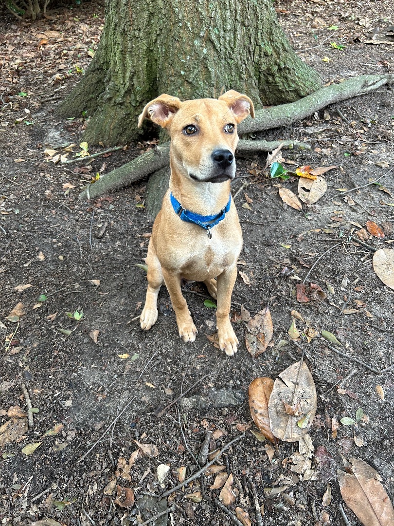 Enlarge CLOVER, a Adopted mixed breed in Wilmington, NC image 3/6