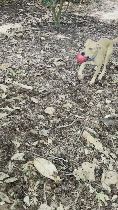 Enlarge CLOVER, a Adopted mixed breed in Wilmington, NC video 6/6