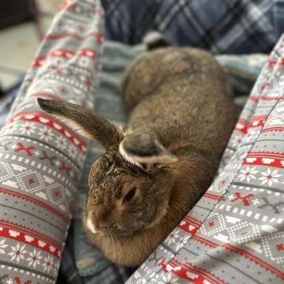Myrtle, Adopted, Adult Female Bunny Rabbit.