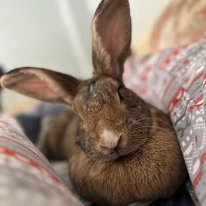 Enlarge Myrtle, a Adopted Bunny Rabbit in Westbrook, ME image 2/6