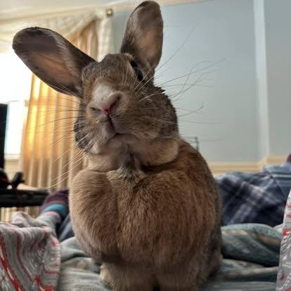 Enlarge Myrtle, a Adopted Bunny Rabbit in Westbrook, ME image 3/6
