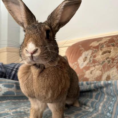 Enlarge Myrtle, a Adopted Bunny Rabbit in Westbrook, ME image 5/6