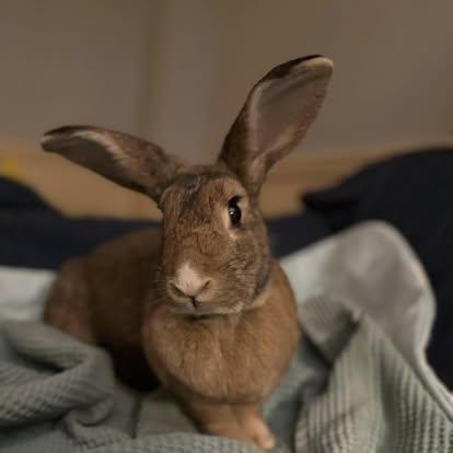 Enlarge Myrtle, a Adopted Bunny Rabbit in Westbrook, ME image 6/6