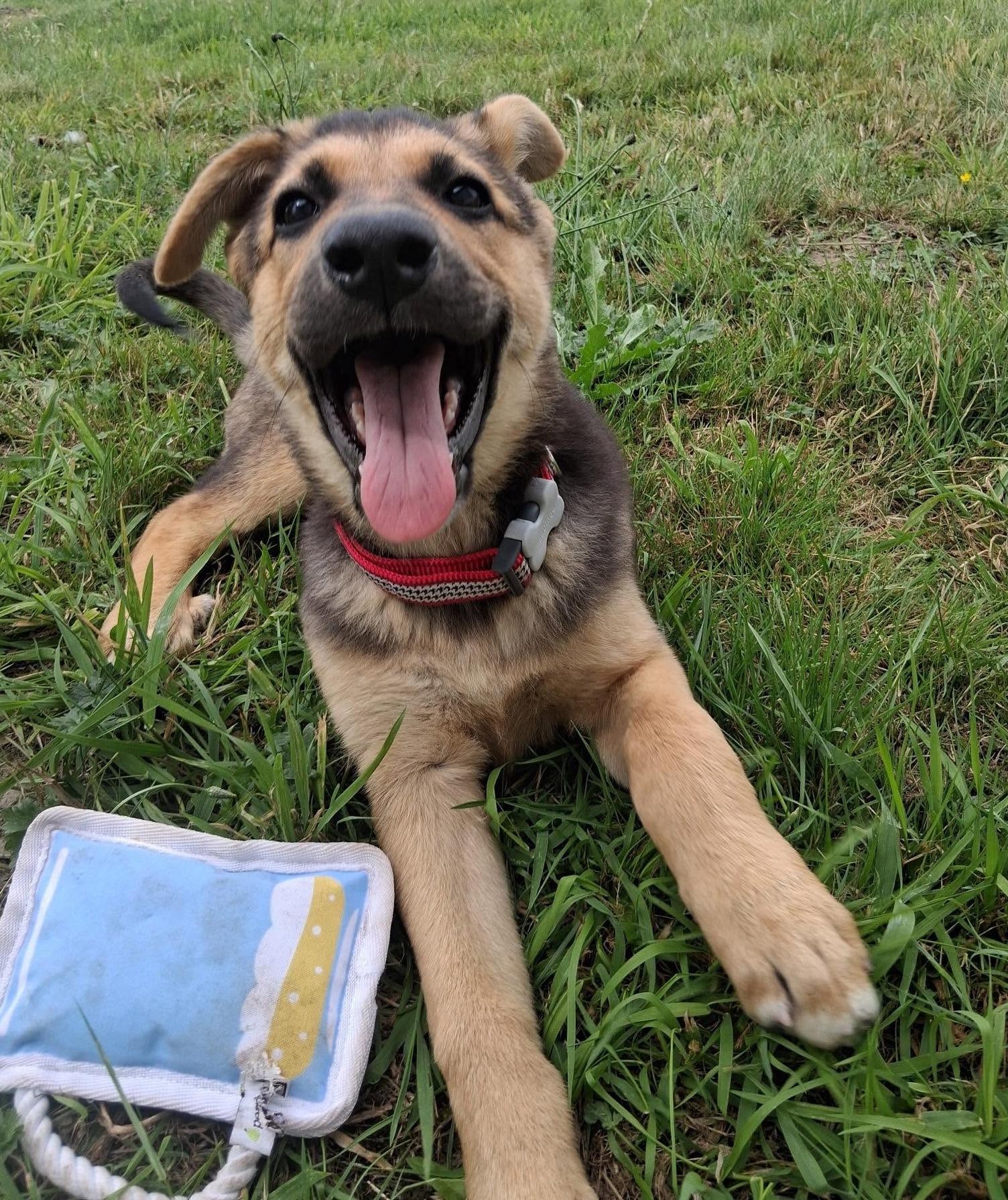 Salinas (Cali litter), an adoptable mixed breed in Silvana, WA image 2/6