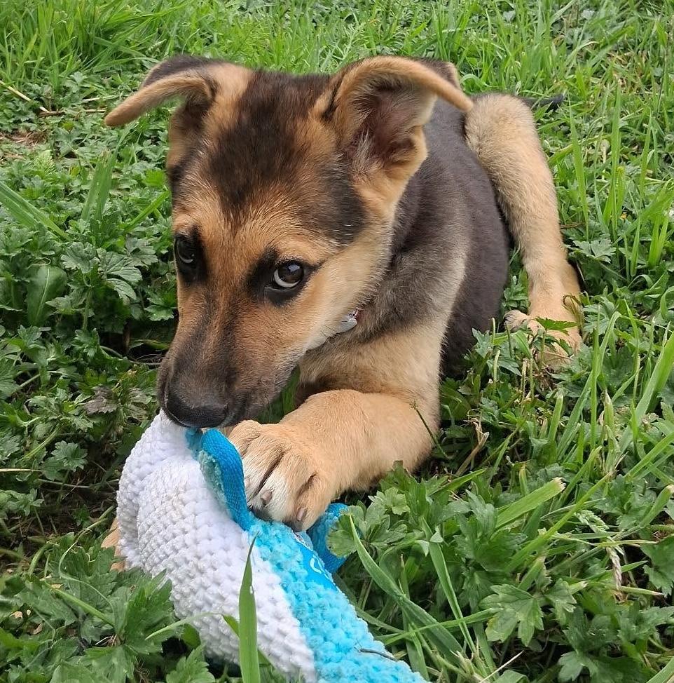 Salinas (Cali litter), an adoptable mixed breed in Silvana, WA image 3/6