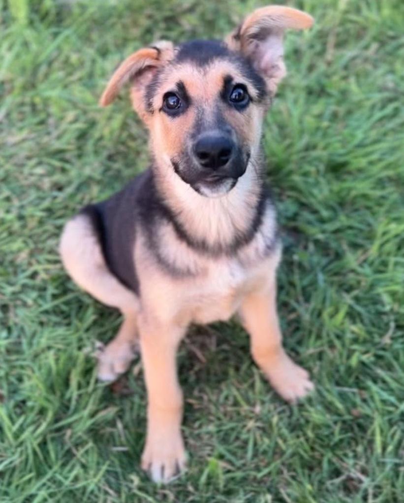 Salinas (Cali litter), an adoptable mixed breed in Silvana, WA image 1/6