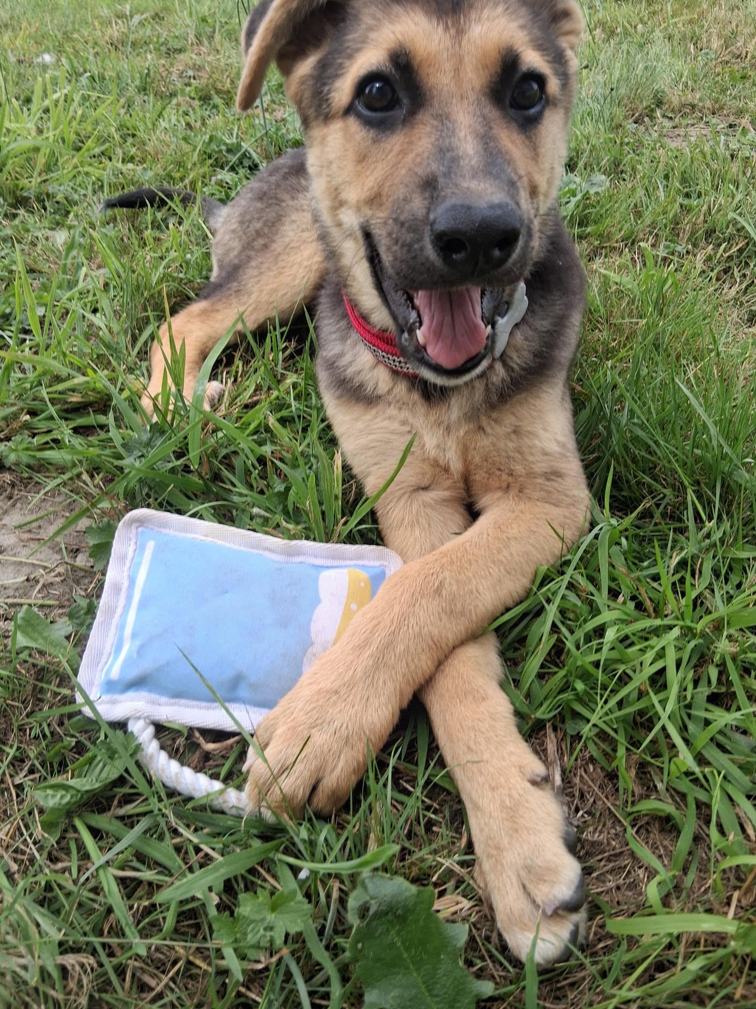Salinas (Cali litter), an adoptable mixed breed in Silvana, WA image 4/6