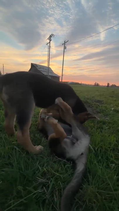 Enlarge Salinas (Cali litter), an adoptable mixed breed in Silvana, WA video 6/6