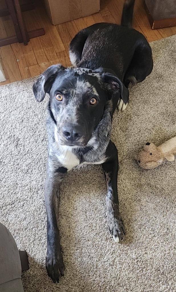 Enlarge Dozier, a Adoptable mixed breed in Warren, MI image 1/6