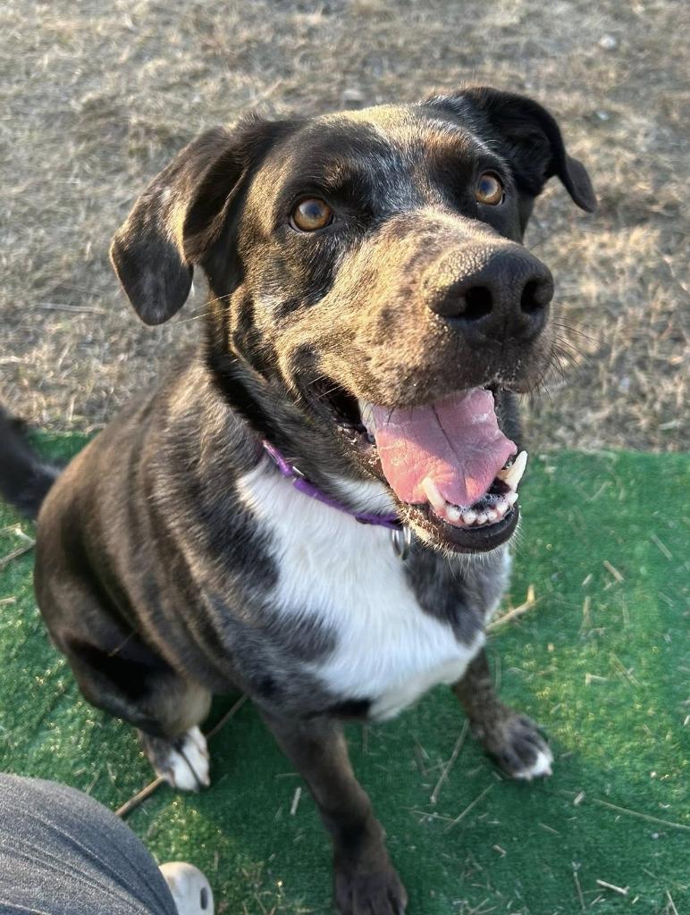 Dozier, Adoptable, Adult Male Australian Shepherd & Labrador Retriever.