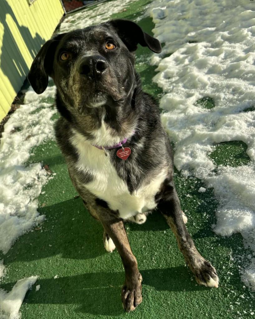 Enlarge Dozier, a Adoptable mixed breed in Warren, MI image 2/6