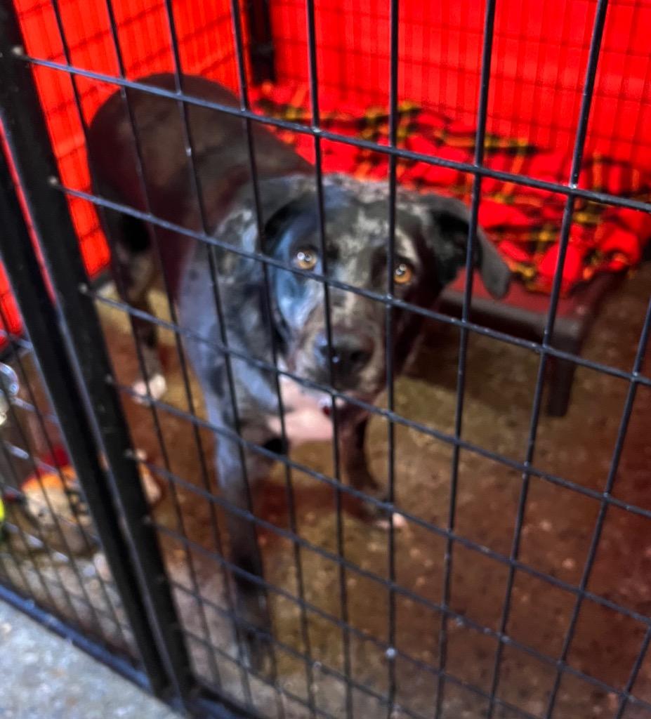 Enlarge Dozier, a Adoptable mixed breed in Warren, MI image 3/6