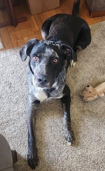 Enlarge Dozier, a Adoptable mixed breed in Warren, MI image 4/6