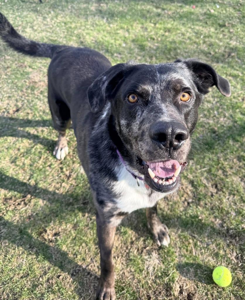 Enlarge Dozier, a Adoptable mixed breed in Warren, MI image 5/6