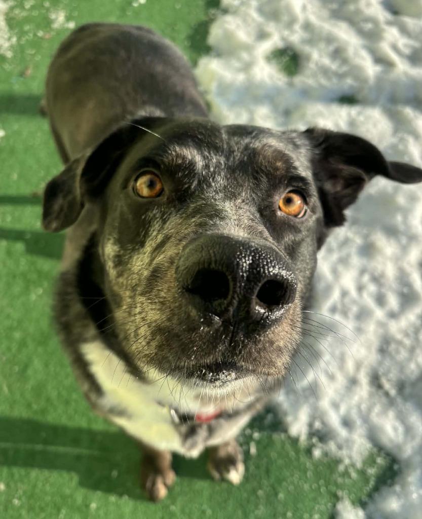 Enlarge Dozier, a Adoptable mixed breed in Warren, MI image 6/6