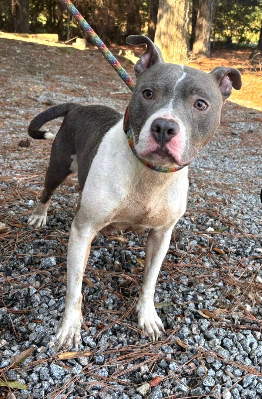 Cami Sweet Adult Girl Calm and Quiet Owner Surrender