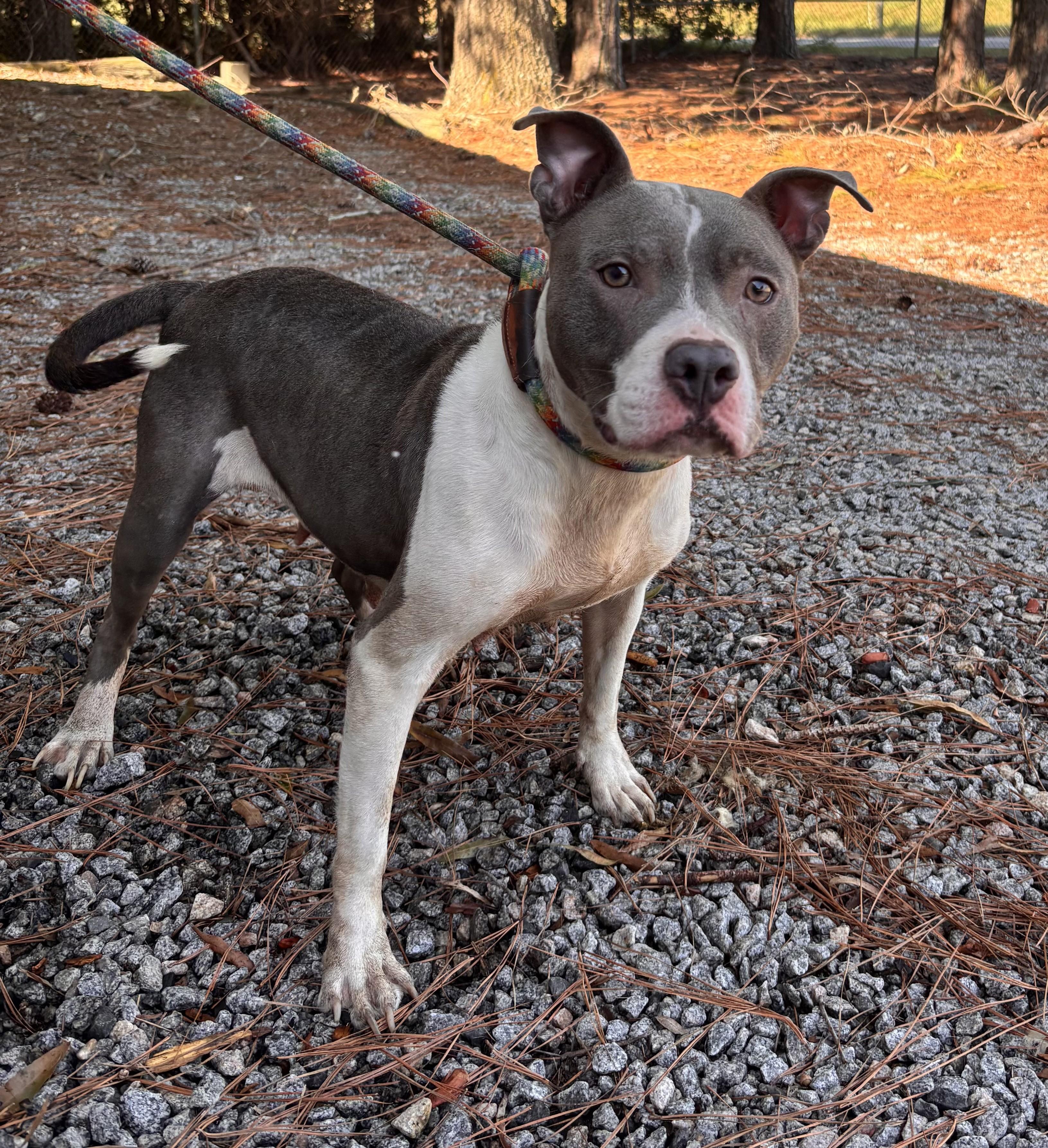 Cami Sweet Adult Girl Calm and Quiet Owner Surrender