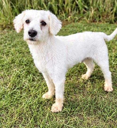 Blanco, Adoptable, Adult Male Miniature Poodle.