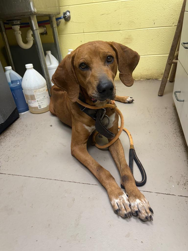 BoBo, Adoptable, Senior Male Redbone Coonhound.