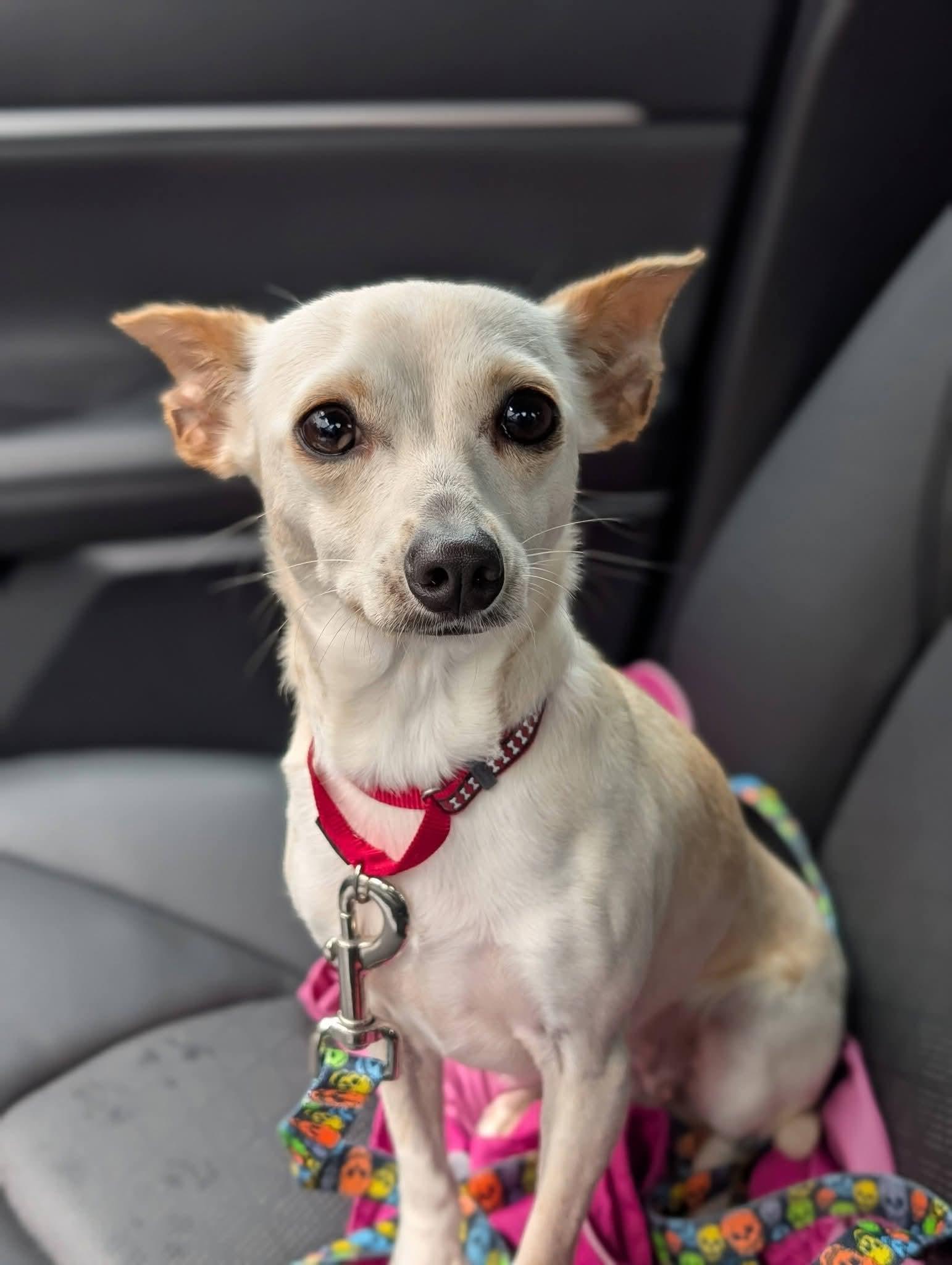 Enlarge FREYA 425, a Adoptable mixed breed in Milwaukee, WI image 5/6