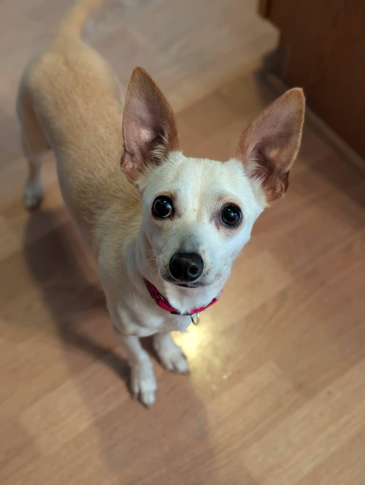 Enlarge FREYA 425, a Adoptable mixed breed in Milwaukee, WI image 1/6