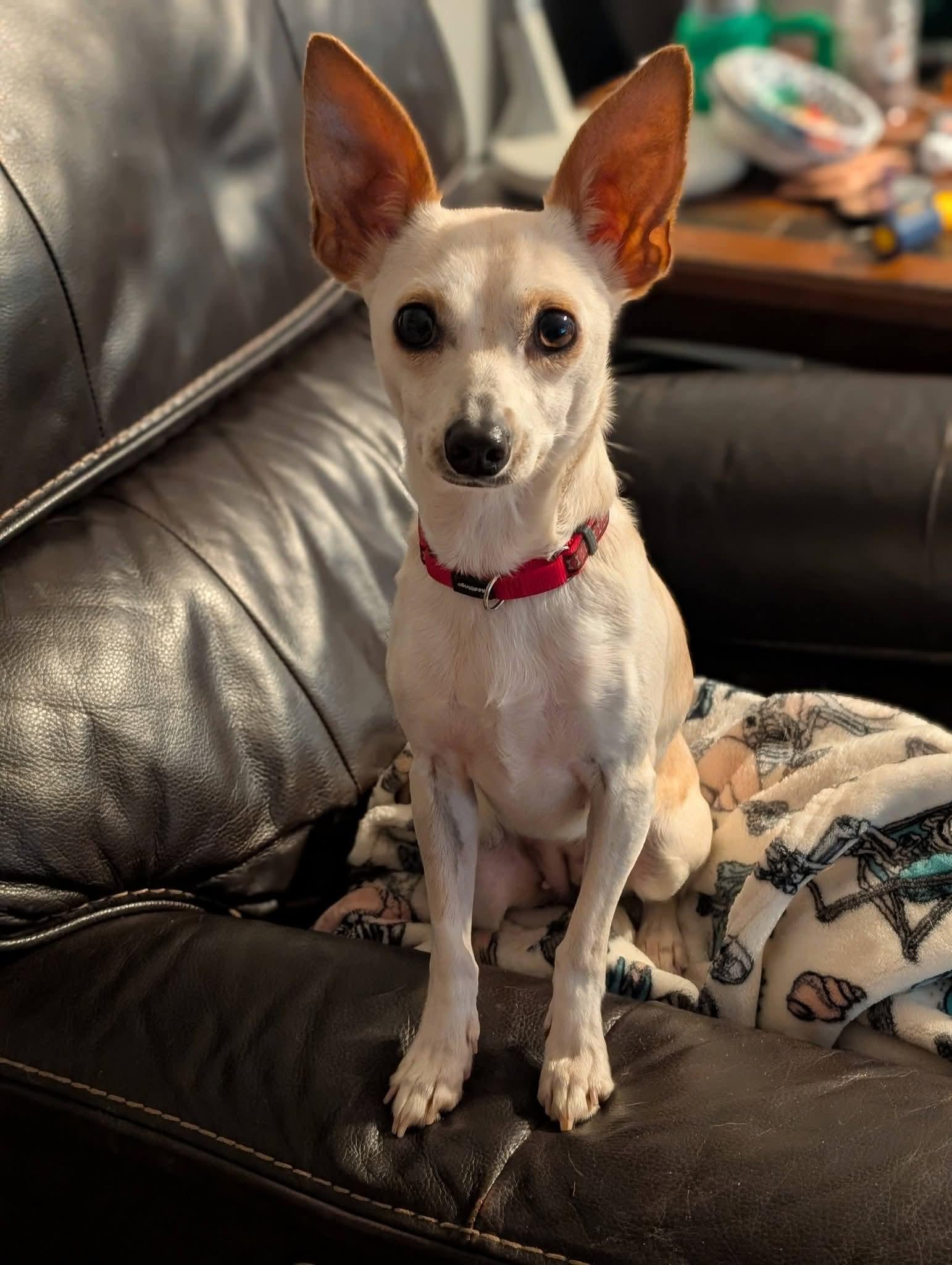 Enlarge FREYA 425, a Adoptable mixed breed in Milwaukee, WI image 3/6