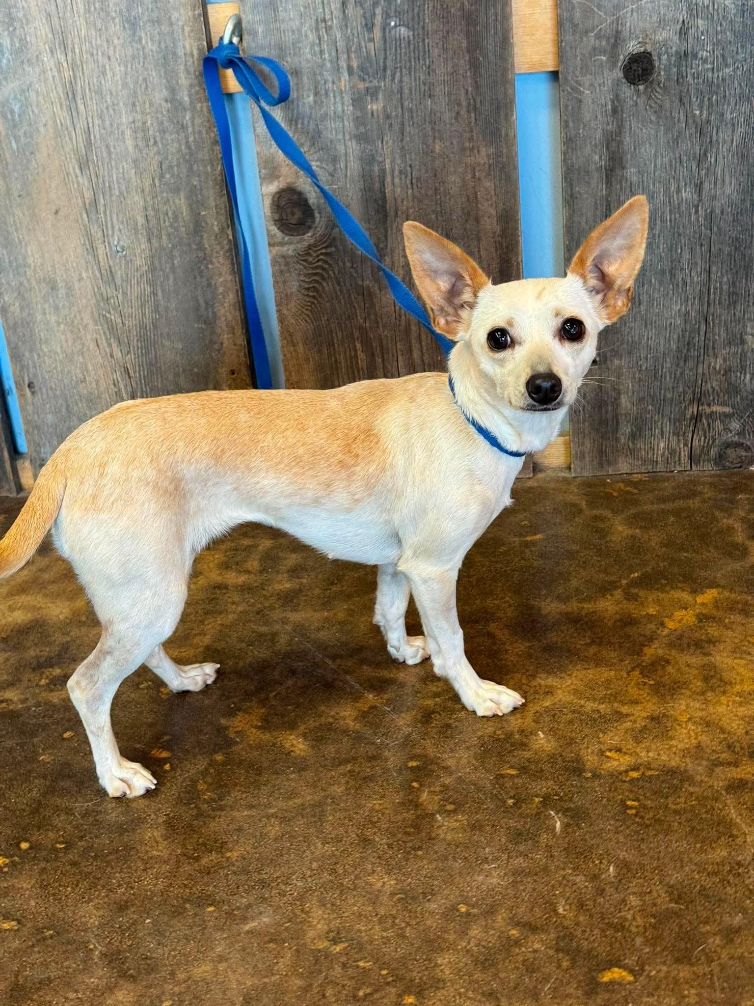 Enlarge FREYA 425, a Adoptable mixed breed in Milwaukee, WI image 2/6