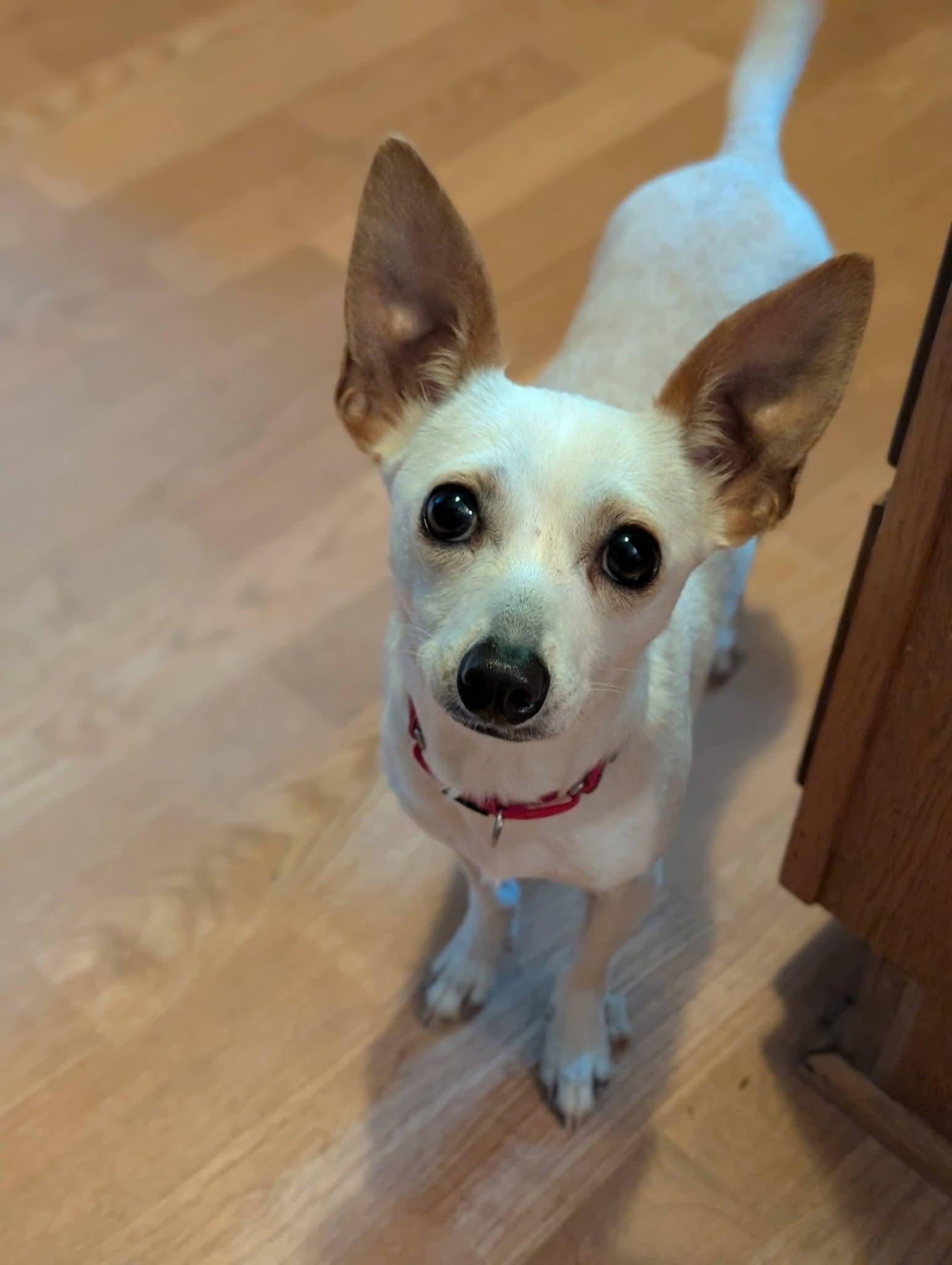 Enlarge FREYA 425, a Adoptable mixed breed in Milwaukee, WI image 4/6