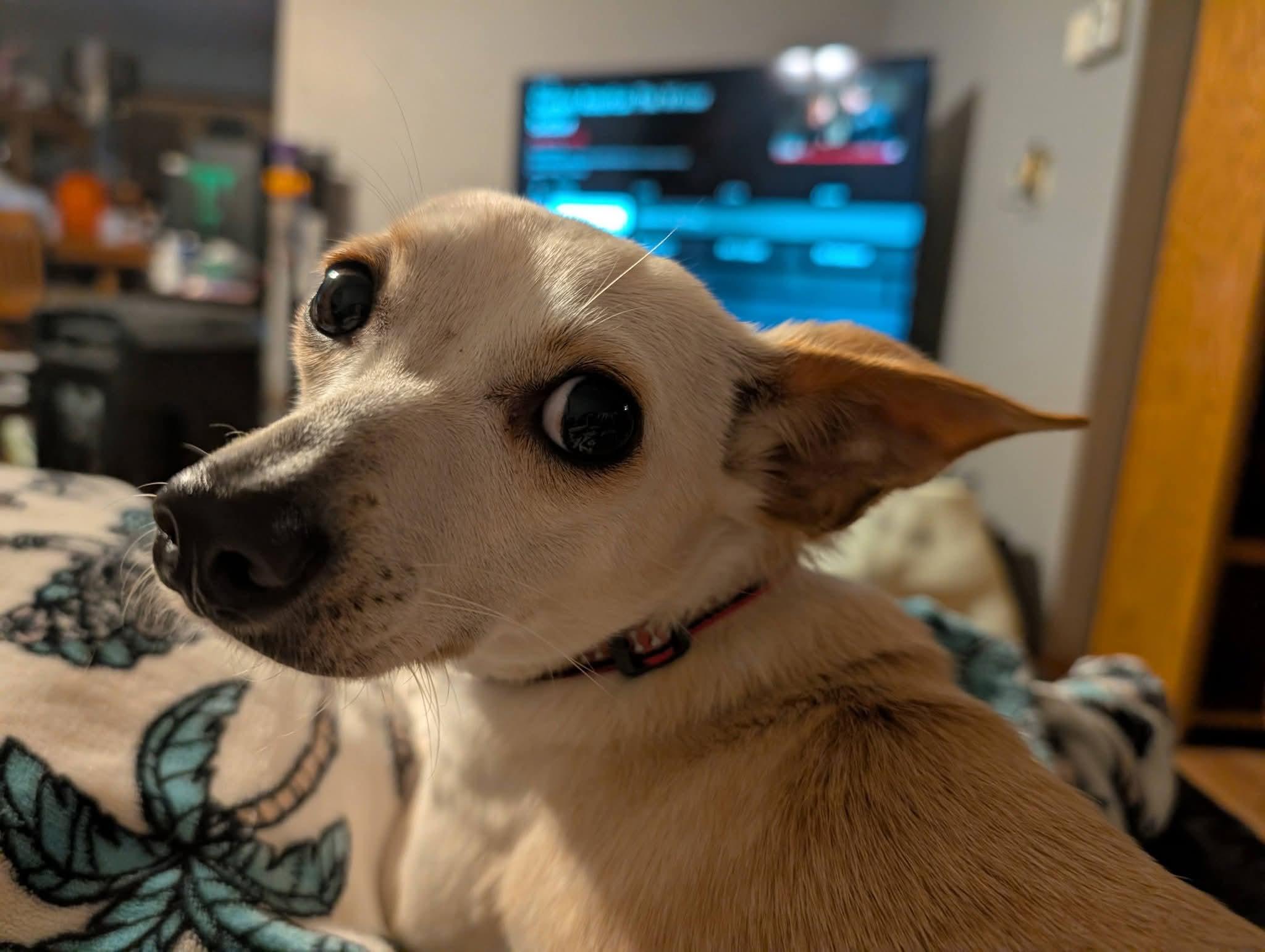 Enlarge FREYA 425, a Adoptable mixed breed in Milwaukee, WI image 6/6