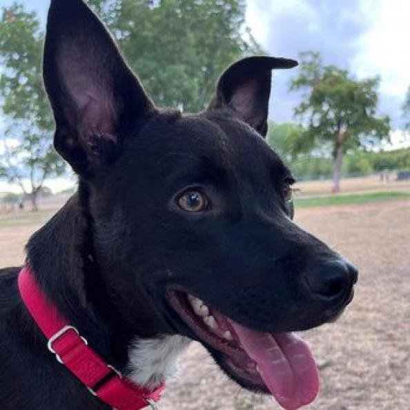 Enlarge Possum, a Adoptable mixed breed in Weatherford, TX image 4/6