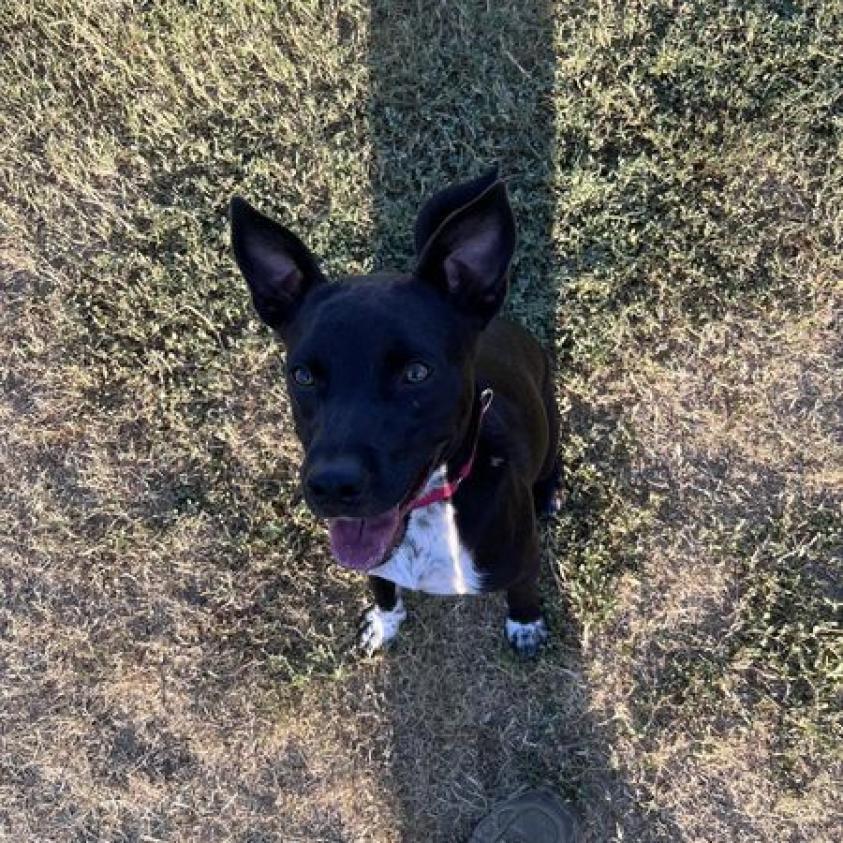 Enlarge Possum, a Adoptable mixed breed in Weatherford, TX image 5/6