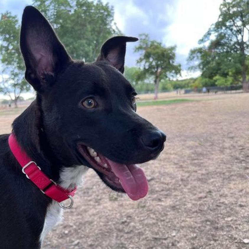 Enlarge Possum, a Adoptable mixed breed in Weatherford, TX image 6/6