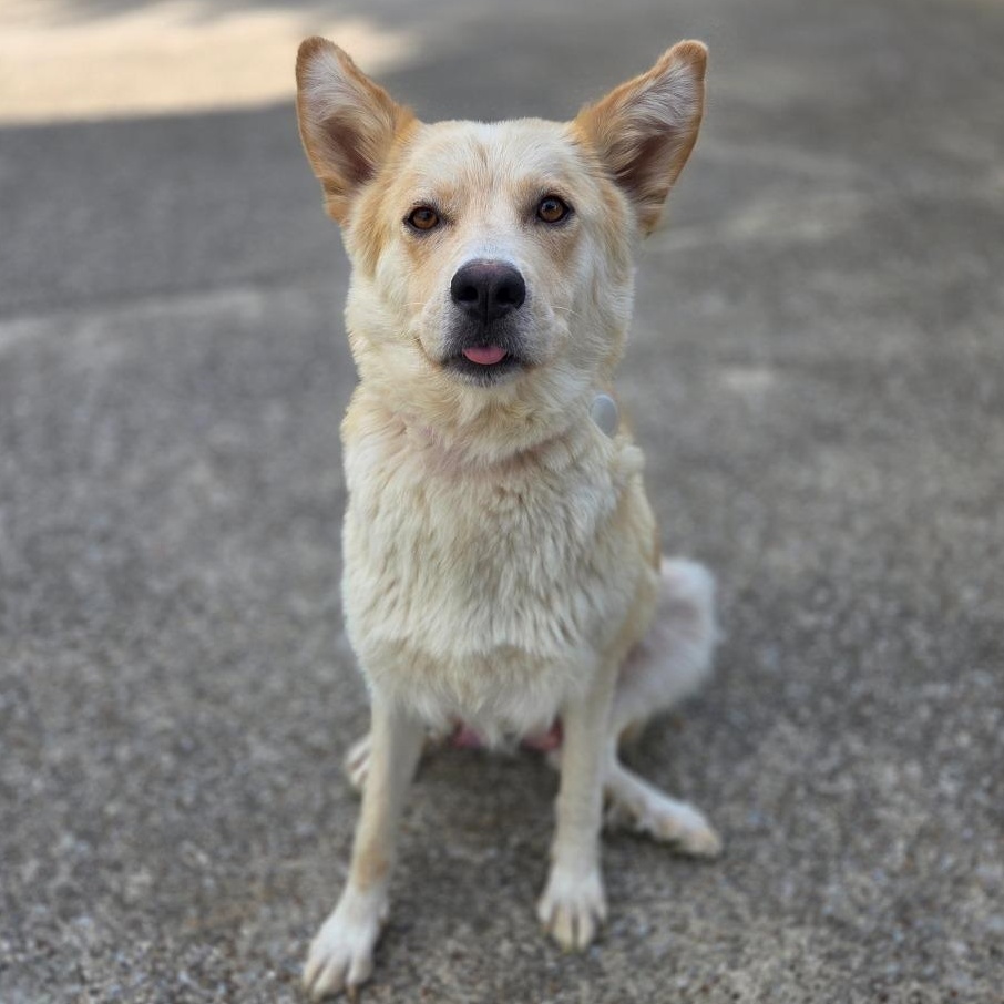 Mama Violet, Adoptable, Young Female Retriever & Shepherd.