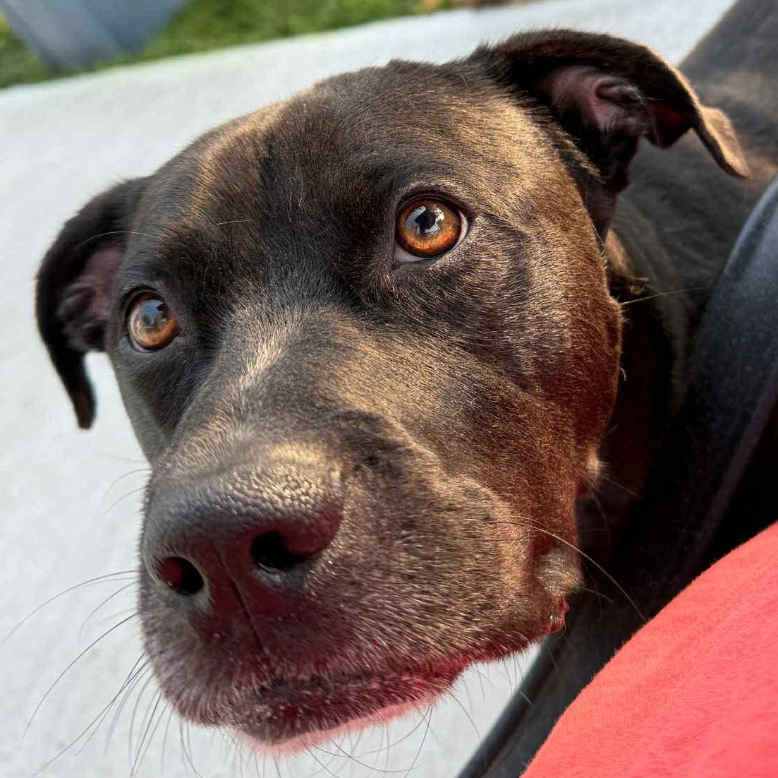 Captain Jack, a Adoptable mixed breed image 2/5