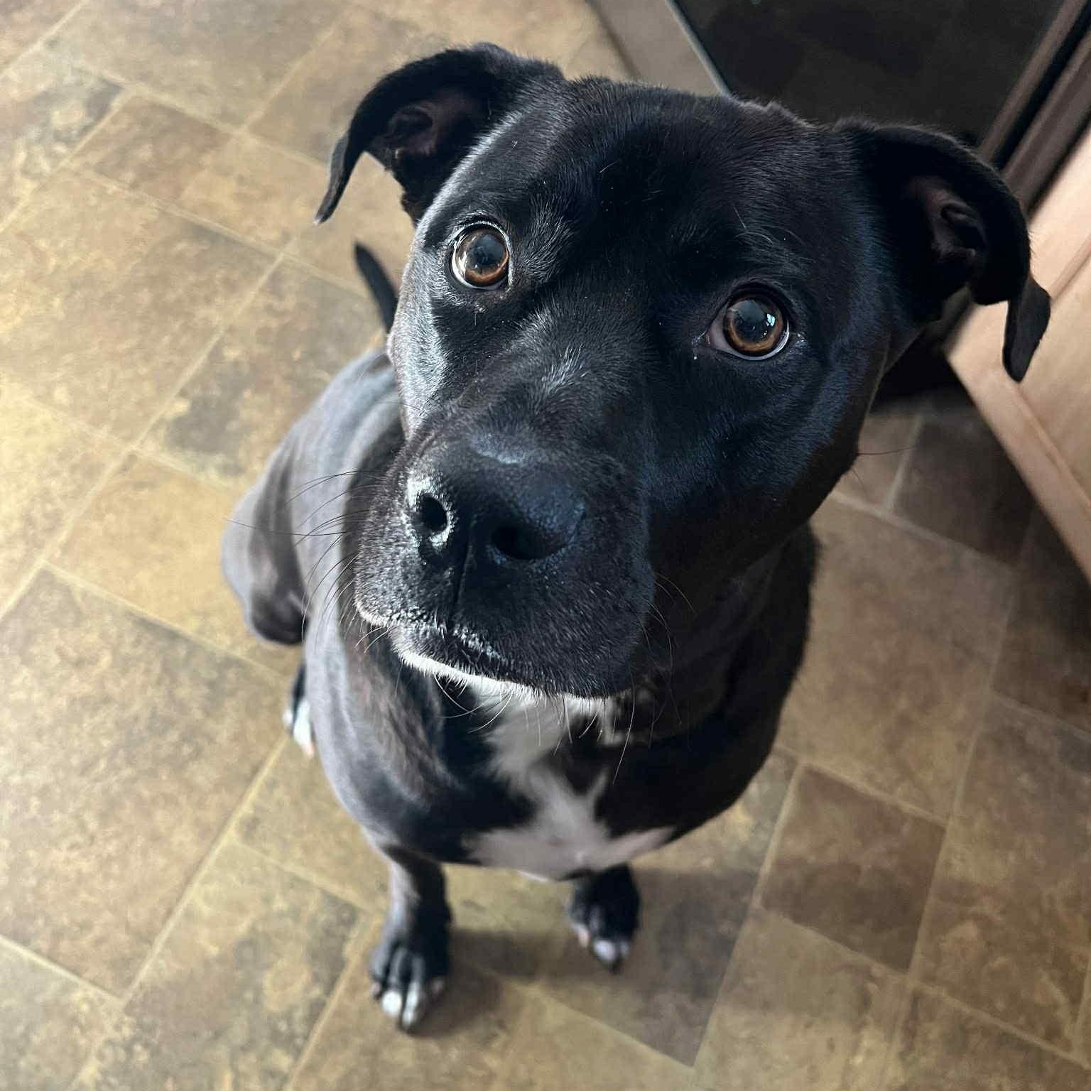 Captain Jack, a Adoptable mixed breed image 3/5