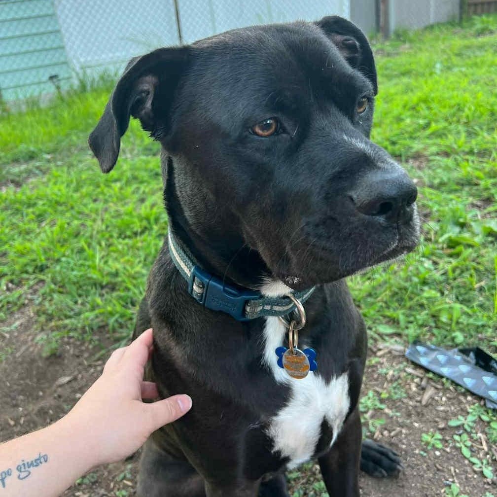 Captain Jack, a Adoptable mixed breed image 1/5